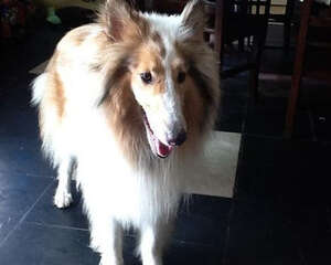 狗狗吃了不能吃的食物有哪些症状