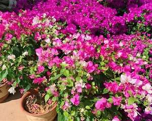 11月，千万别买这种花，养不活浪费钱！