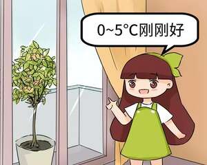 家里有这花，低温冻一冻，开花才更旺！