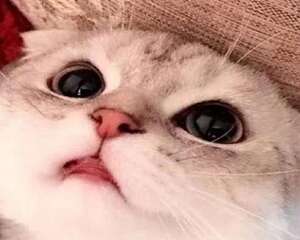 十大人气最高宠物猫排名 有你想养的猫咪吗