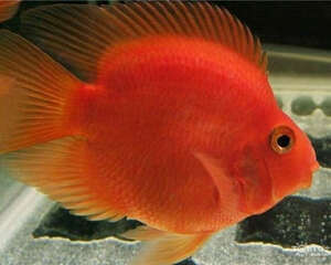 如何处理长白毛的沉木造景