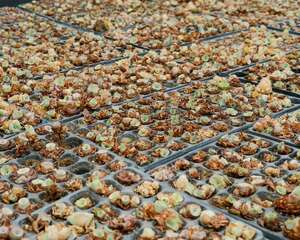 山地玫瑰夏天怎么养