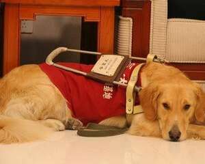 遇到导盲犬不要做这六件事