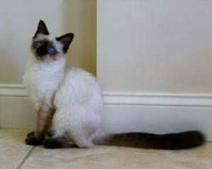 猫咪骨营养不良的认知