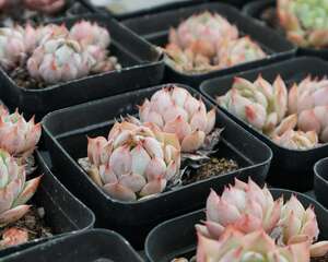 如何把多肉植物养胖