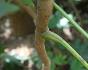 八角金盘怎么繁殖