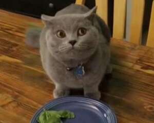 猫咪偷吃东西怎么办