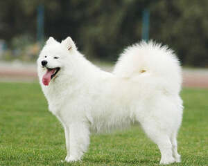 让萨摩耶远离皮肤病的困扰