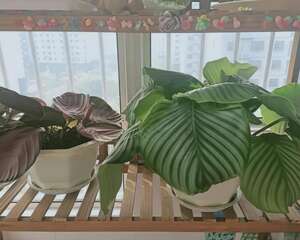 立冬了，再不管，你家的花就要冻死了！