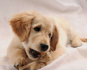 狗狗为什么不怕在雪地里行走