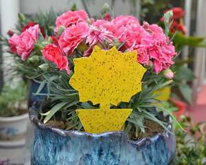 花盆里放了它，小黑飞全杀灭，天然健康特简单！