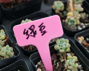 绿豆水培小盆栽养法