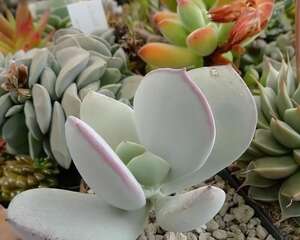 景天科嫁入娘的养护方法