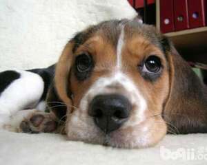 喂食过多导致狗狗消化不良怎么办？