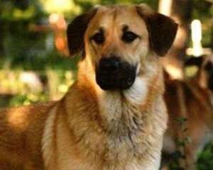 狗狗什么情况下会拉肚子？狗拉肚子吃什么药好？