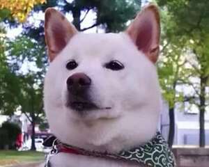 有人居然用土狗当柴犬去出售？
