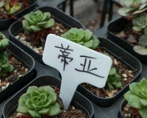 蒂亚多肉怎么变红？这样养护就对了！