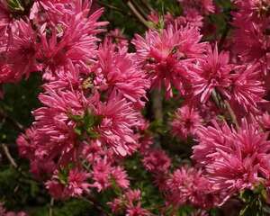 菊花桃的栽培技术