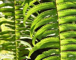 蕨类植物夏天怎么养