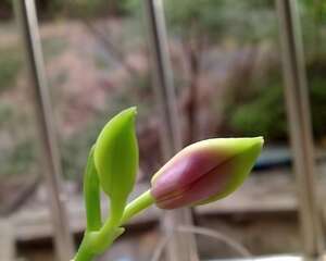 荧光蝴蝶兰图片