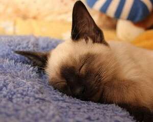 暹罗猫9斤左右算瘦吗？