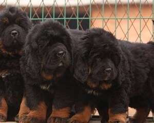 藏獒好养吗？多少钱一只？