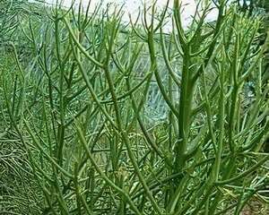 綠珊瑚的栽培管理(图)