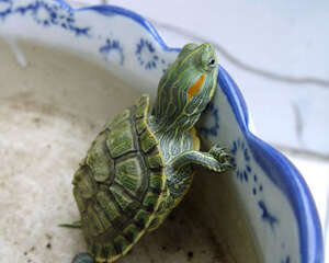 巴西龟为什么不冬眠？