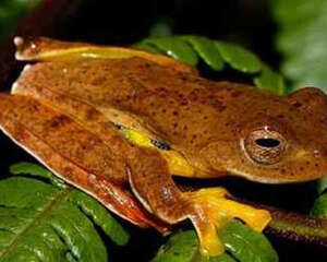 棕叶掌树蛙的形态特征