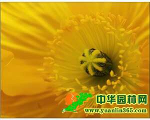 虞美人的播种繁殖及肥水管理
