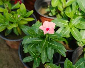 长春花的叶子卷起来了怎么办