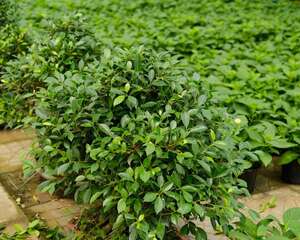 树木扼杀者的生态功能