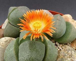 帝玉Pleiospilos nelii