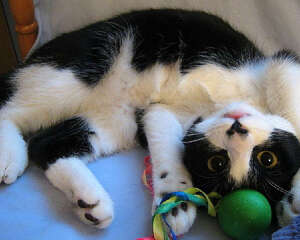 如何制止猫咪爱咬电线的习惯