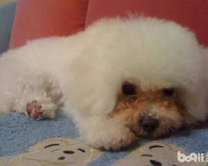 导致泰迪泪痕的原因 泰迪泪痕的解决办法