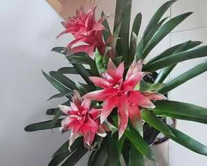 再穷也要养盆它，招财运、旺家宅，越养越有福气！