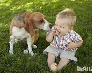 为什么狗狗比猫咪更喜欢亲近人类