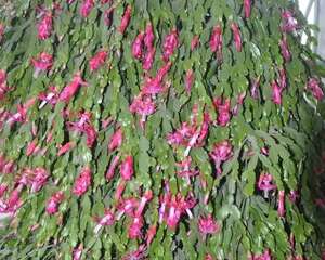 18年的仙人指，开花冲房顶，绝对是传家宝！