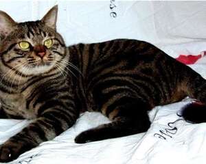 如何正确的饲养中国狸花猫