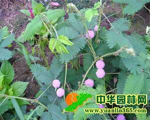 含羞草的繁殖与栽培