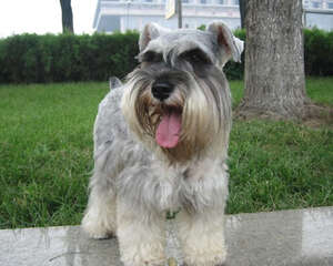 怎样培养雪纳瑞的好性格