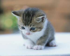 关于新手养猫的三个问题