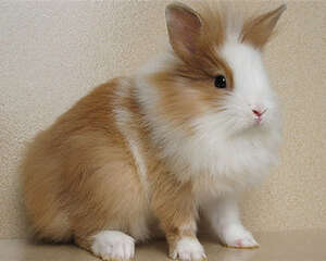 怎样给宠物兔打针？