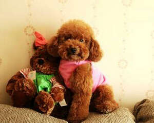 怎样协调原住犬和新进犬的关系