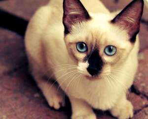 暹罗猫品种介绍、暹罗猫图片