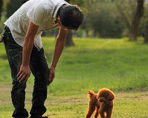 【测试】看看你的狗狗灵活性有多高