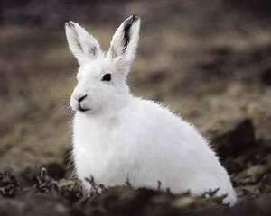 北极兔的外貌特征