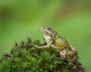 泽蛙的饲养要求