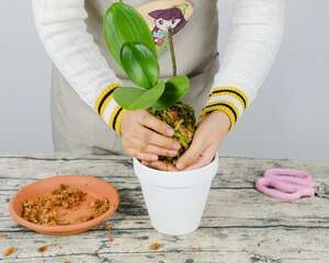 蝴蝶兰有什么作用功效，蝴蝶兰有没有香味