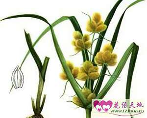 三轮草的花语：想念